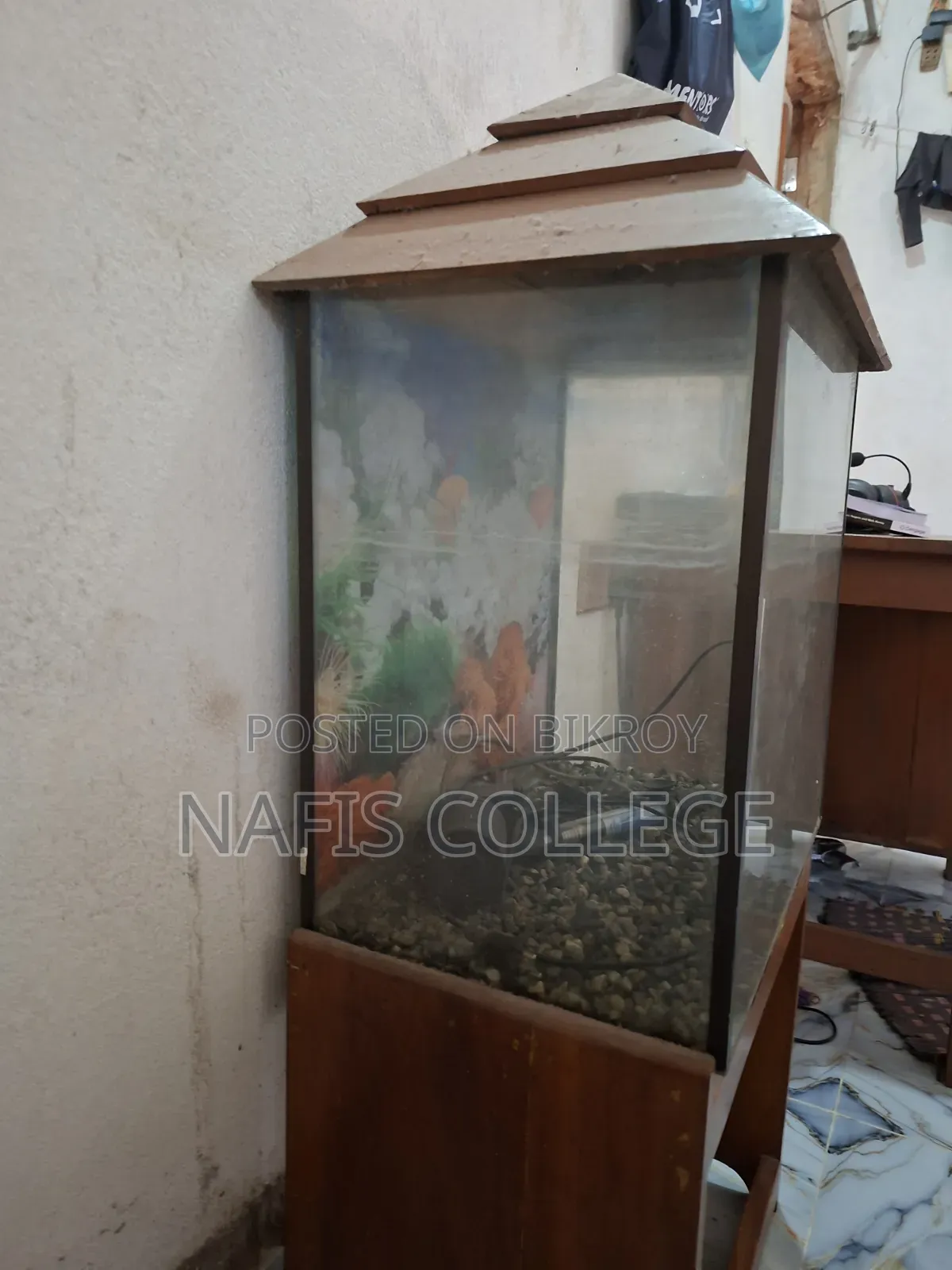 Fish Aquarium