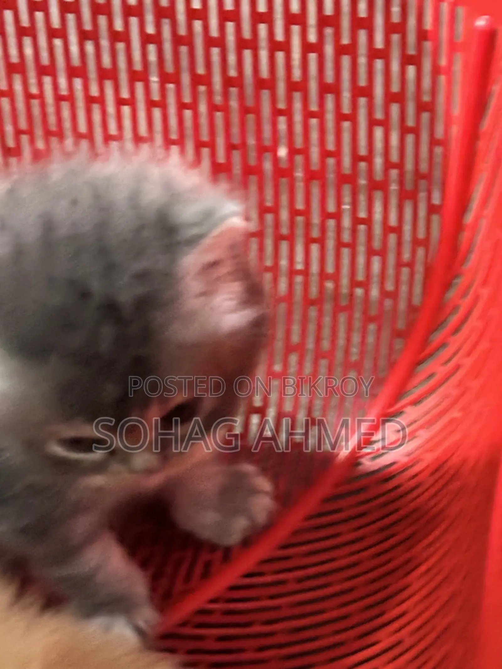 0-1 Month Female Purebred Persian