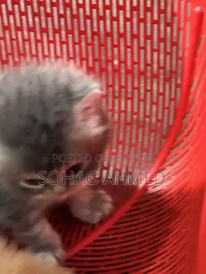 0-1 Month Female Purebred Persian