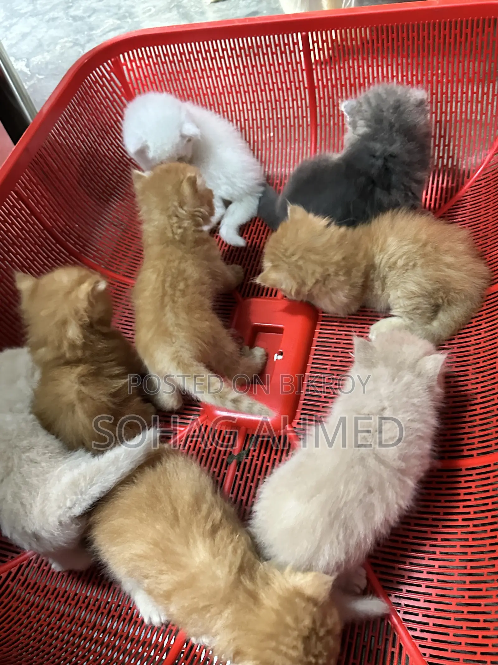 0-1 Month Female Purebred Persian