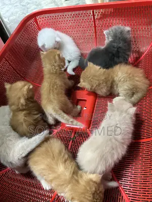 0-1 Month Female Purebred Persian