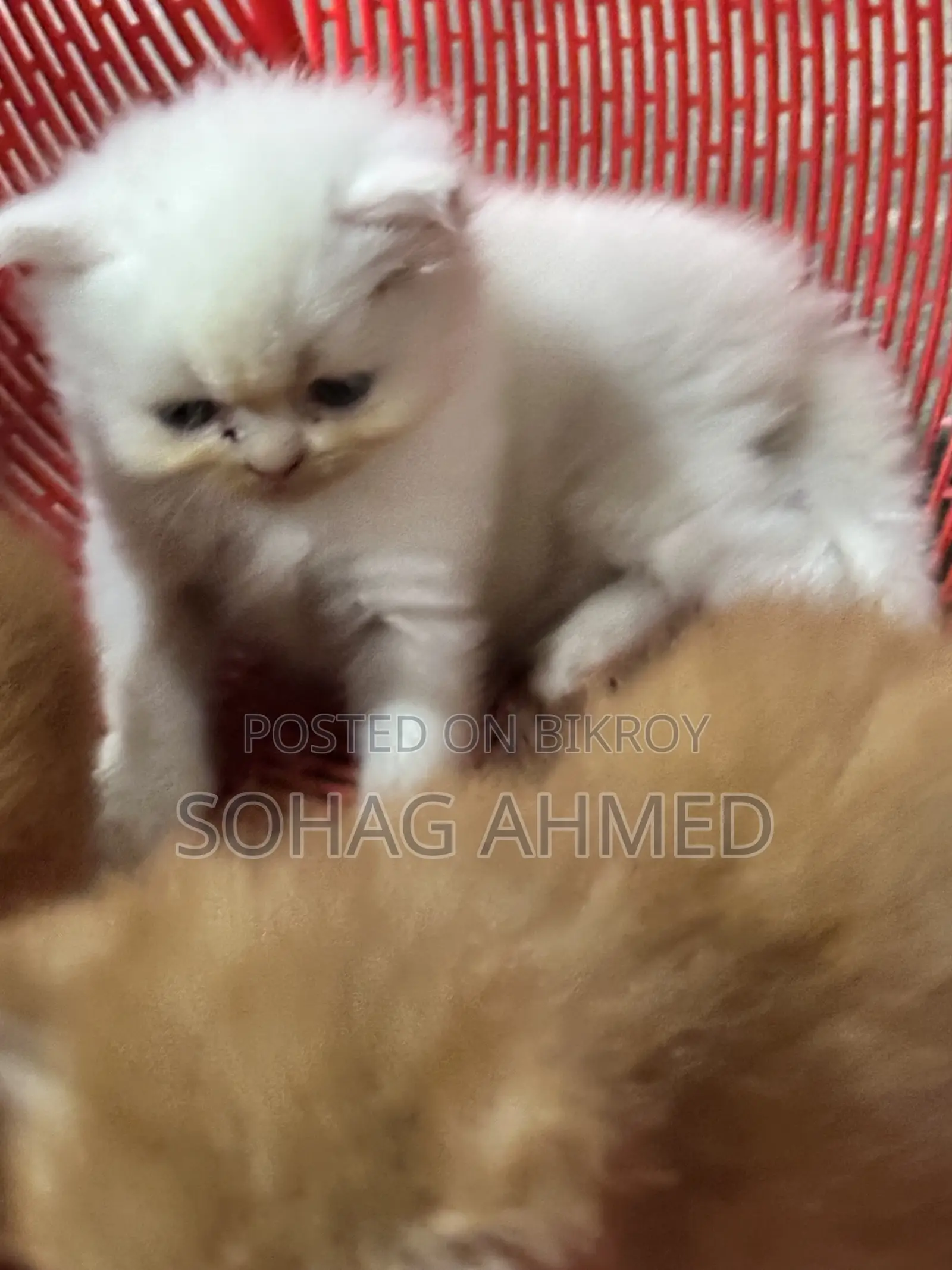 0-1 Month Female Purebred Persian