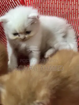 0-1 Month Female Purebred Persian