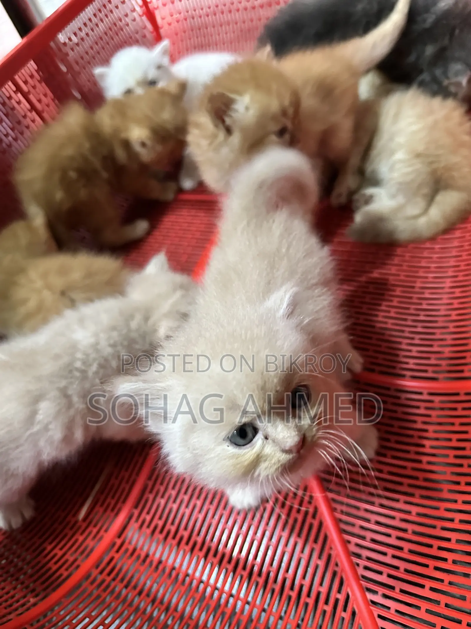 0-1 Month Female Purebred Persian