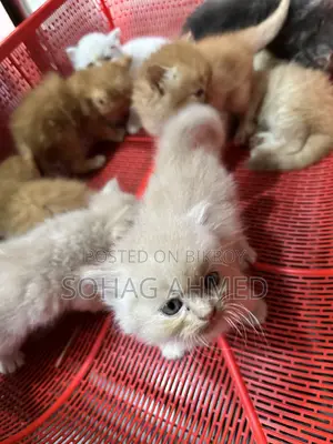0-1 Month Female Purebred Persian