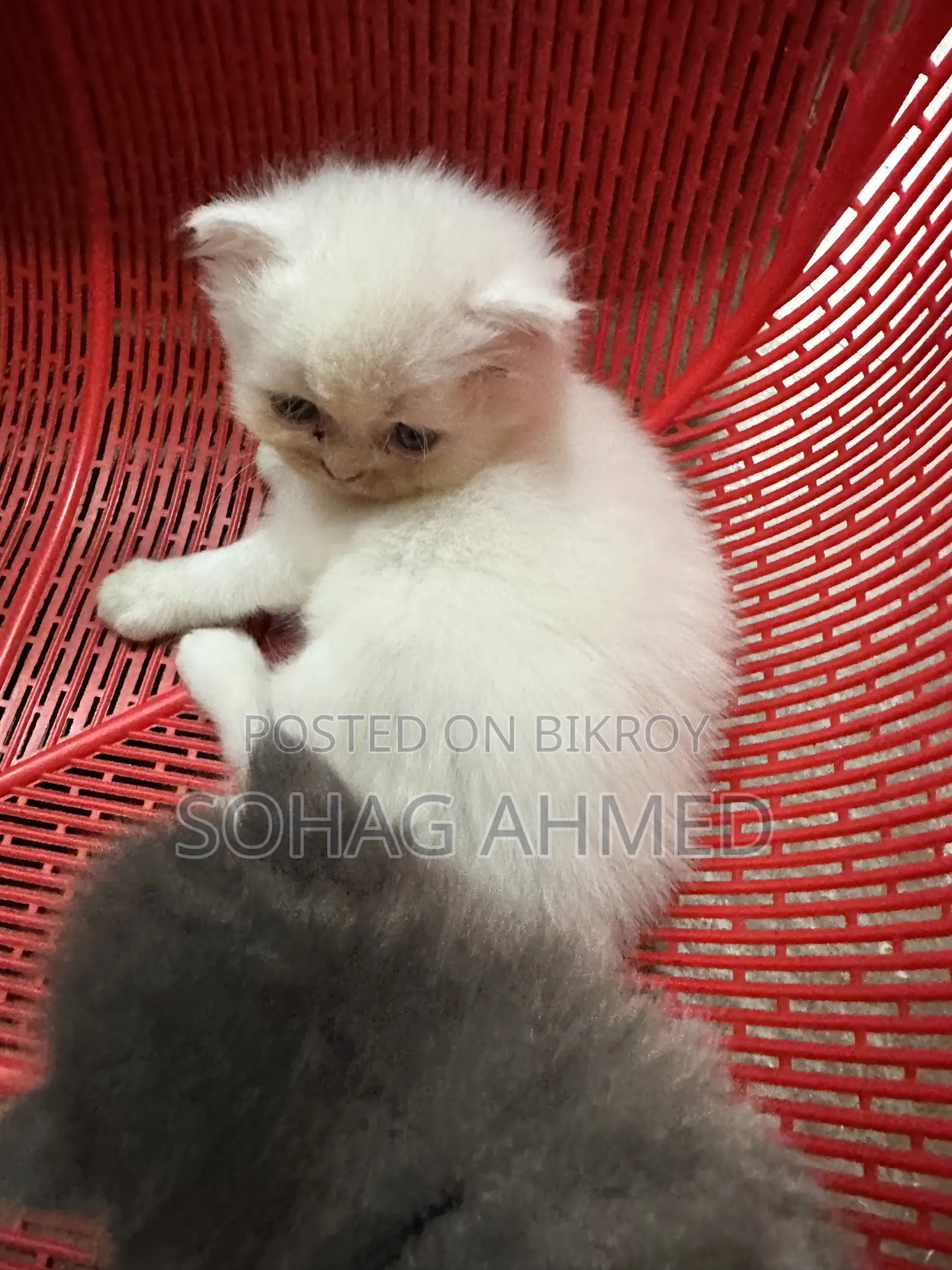 0-1 Month Female Purebred Persian