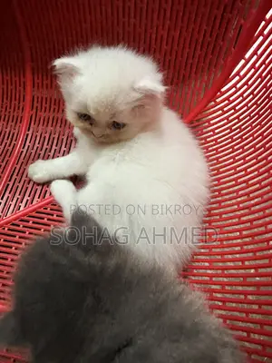 0-1 Month Female Purebred Persian
