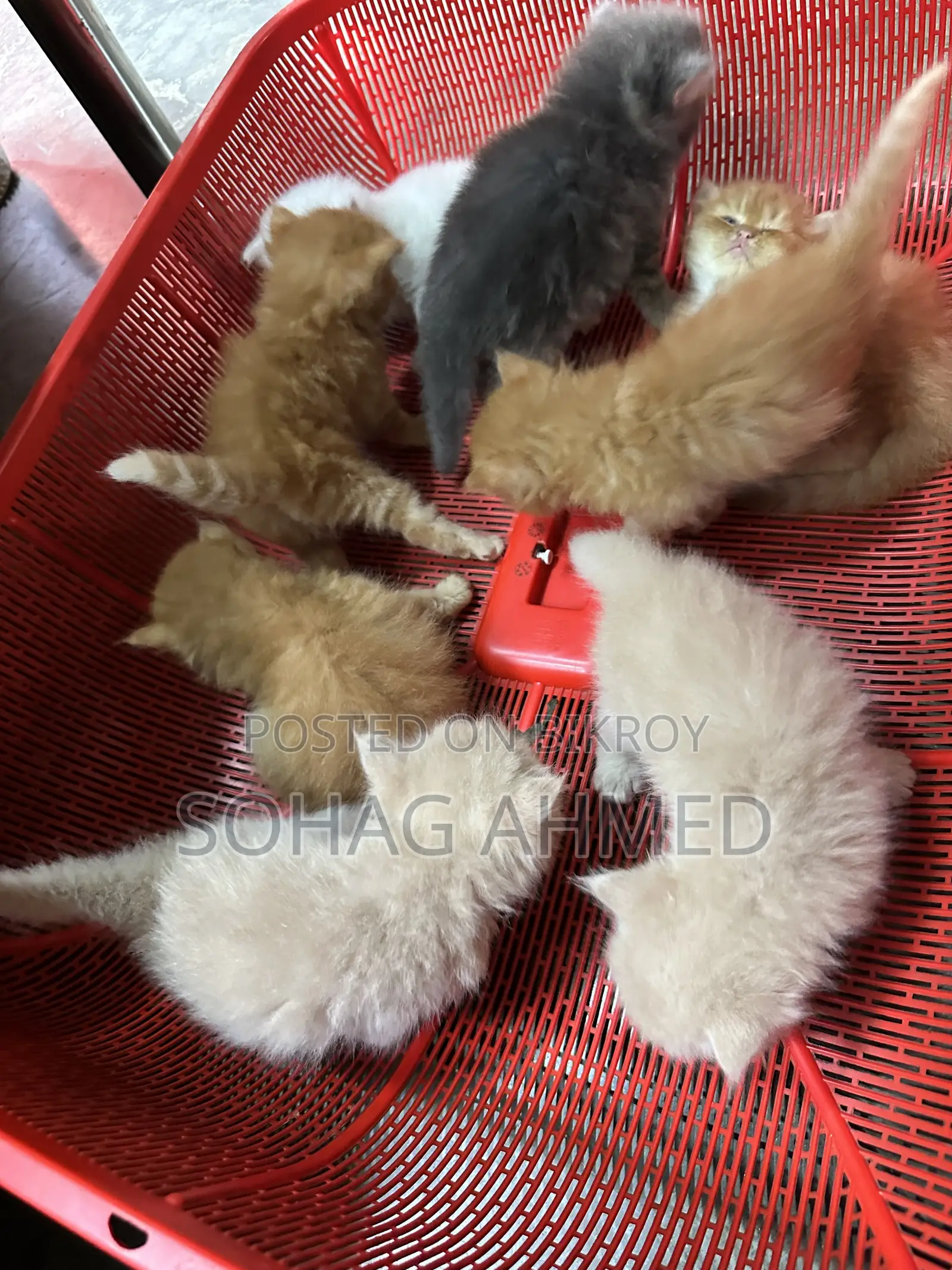 0-1 Month Female Purebred Persian