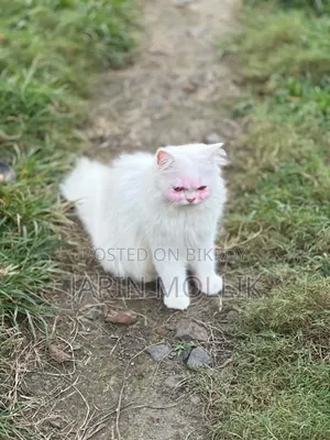 1+ year Female Purebred Persian