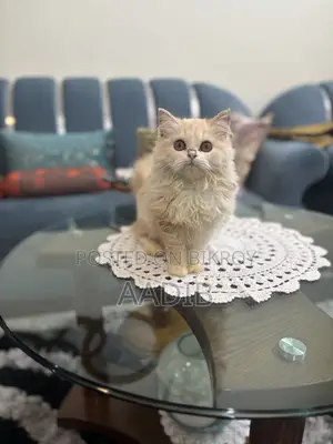 1-3 Months Female Purebred Persian