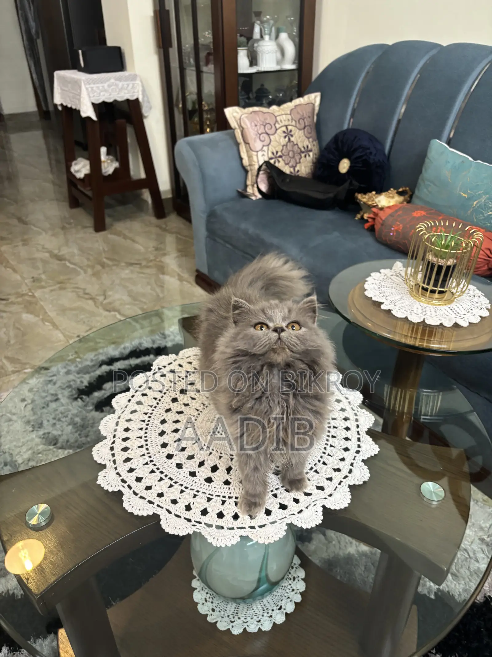 1-3 Months Female Purebred Persian
