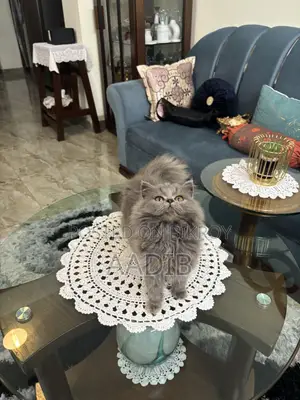 1-3 Months Female Purebred Persian