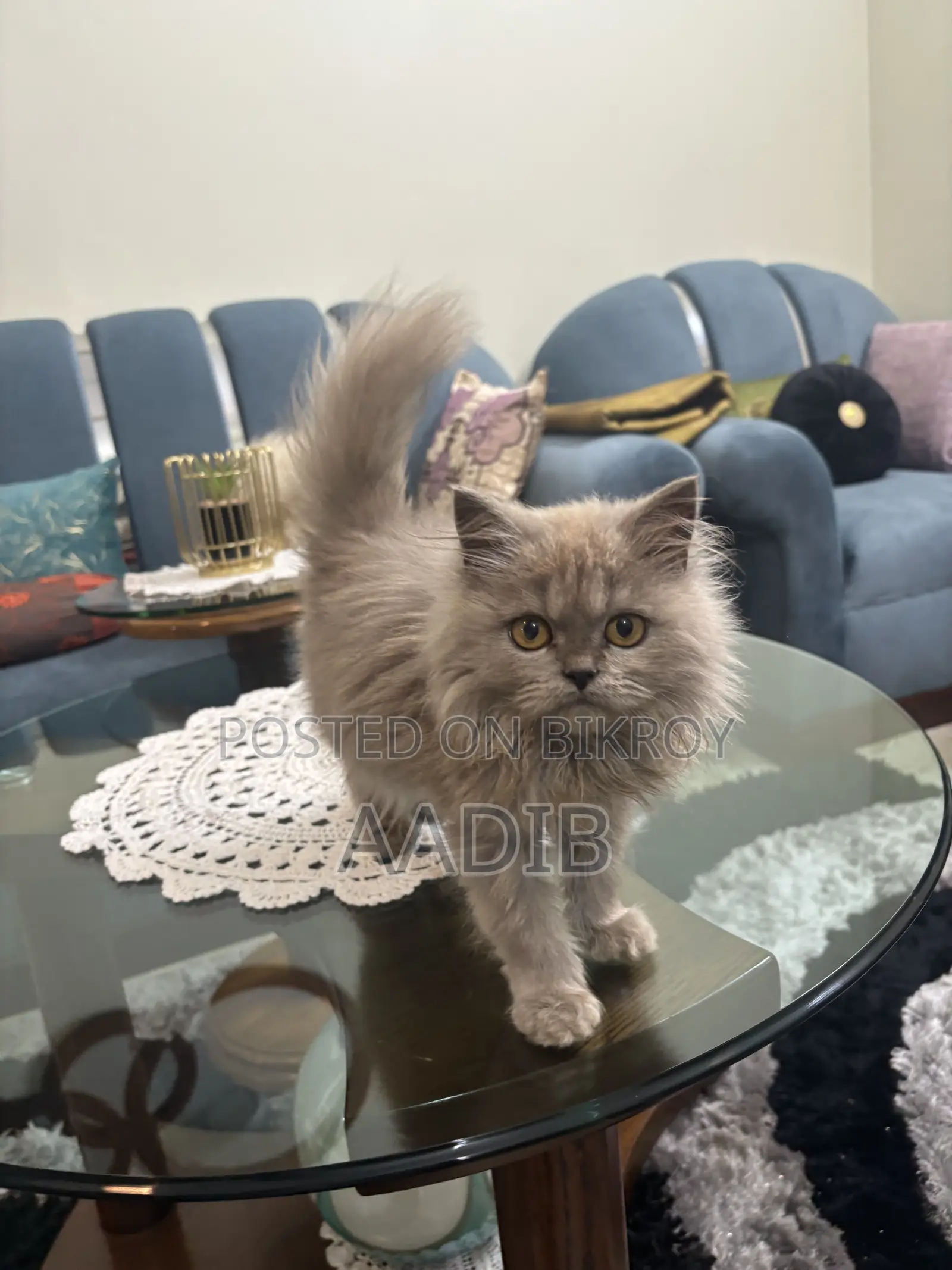 1-3 Months Female Purebred Persian