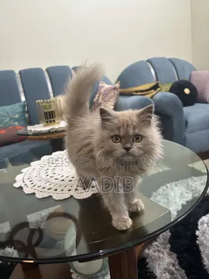 1-3 Months Female Purebred Persian