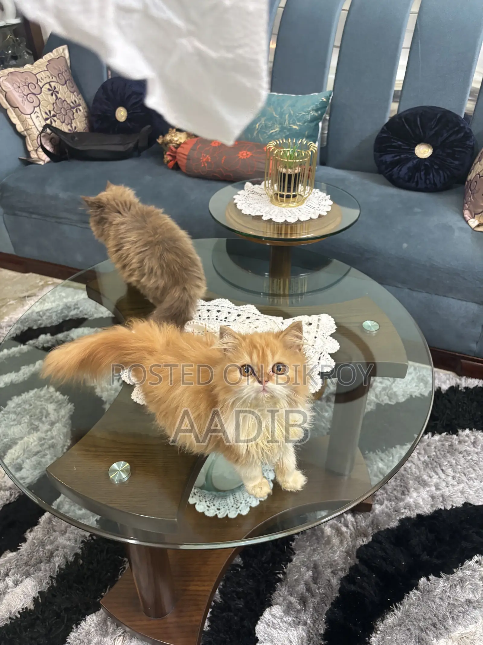 1-3 Months Female Purebred Persian