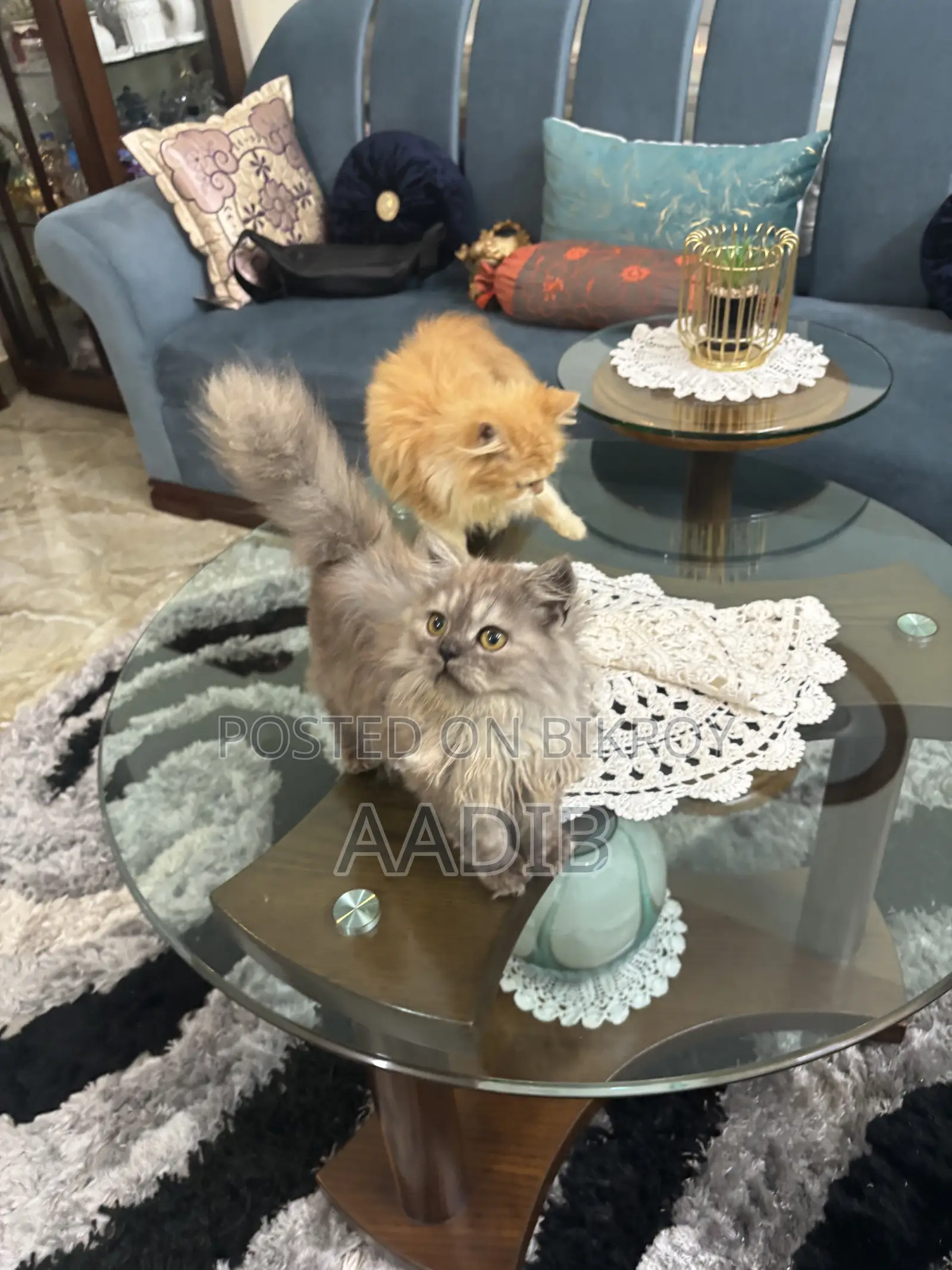 1-3 Months Female Purebred Persian