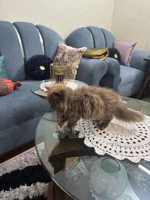 1-3 Months Female Purebred Persian