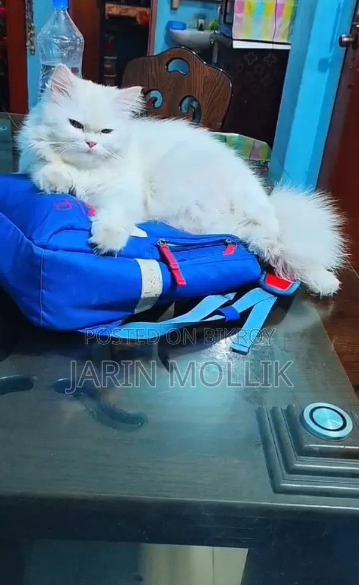 1+ year Female Purebred Persian
