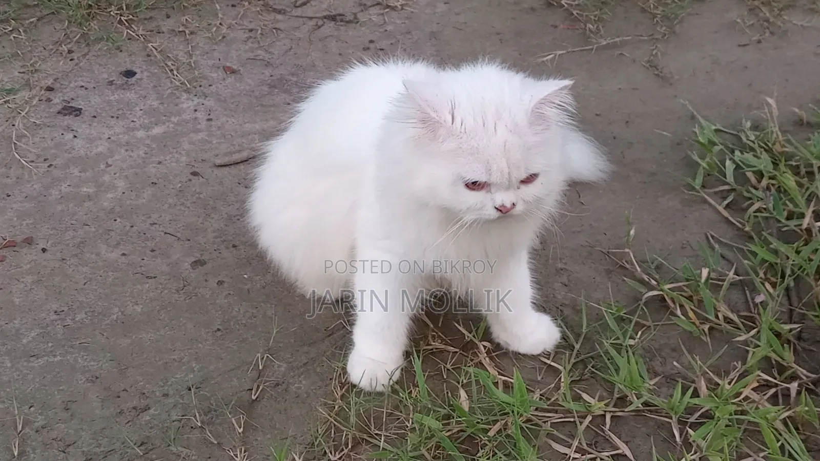 1+ year Female Purebred Persian