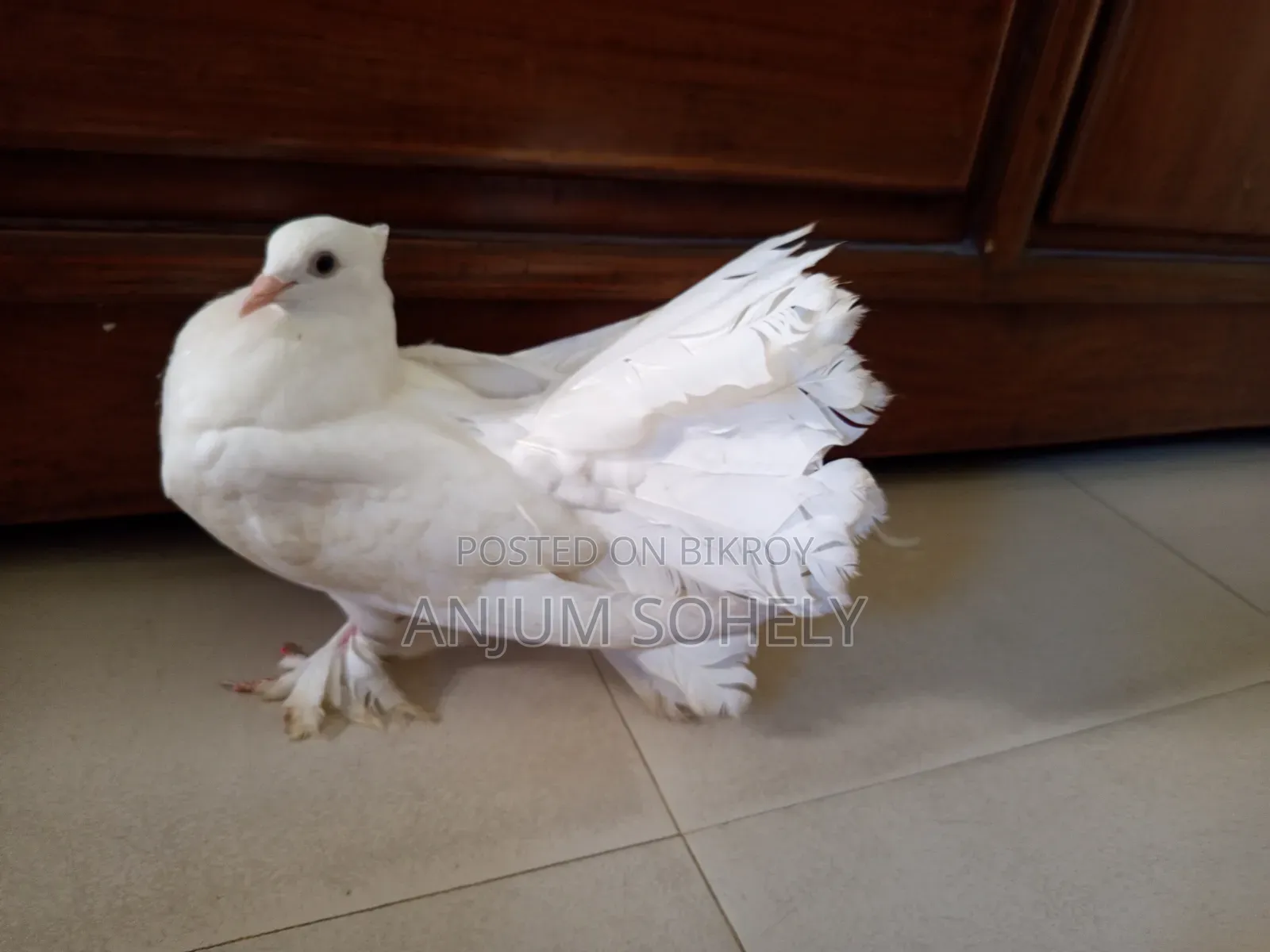 Lakkha male pigeon for sale. Age: 5 months