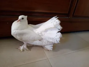 Lakkha male pigeon for sale. Age: 5 months