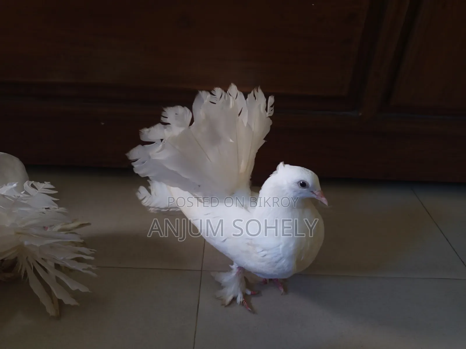 Lakkha male pigeon for sale. Age: 5 months