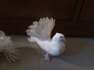 Lakkha male pigeon for sale. Age: 5 months