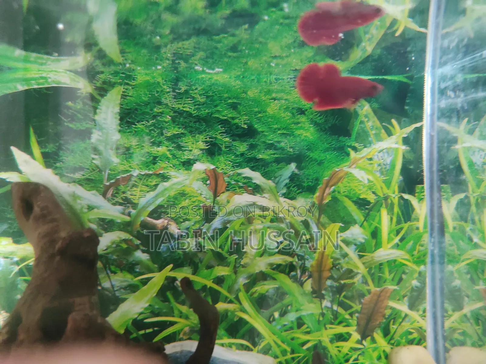 হেলবয় প্লাকাট বেটা (রিজেক্টেড)