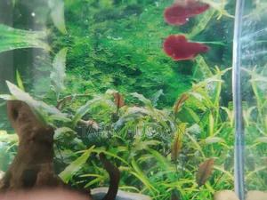 হেলবয় প্লাকাট বেটা (রিজেক্টেড)