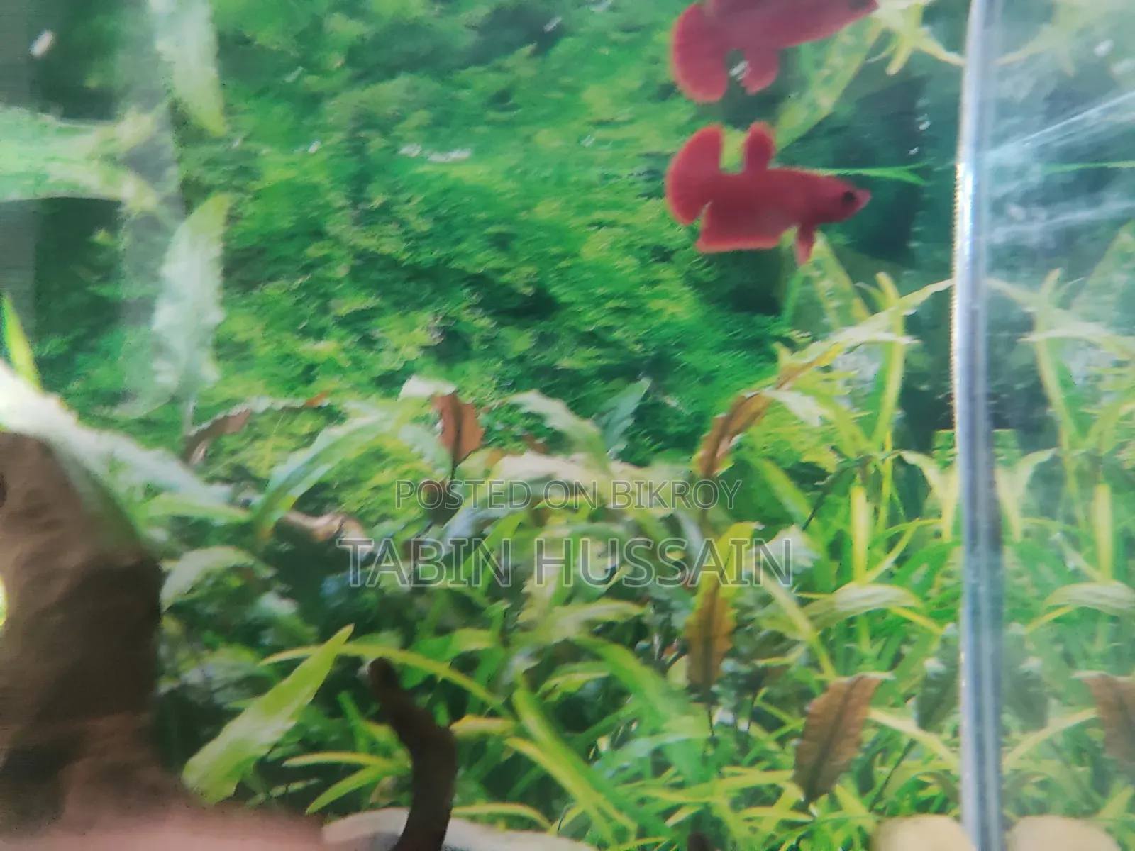 হেলবয় প্লাকাট বেটা (রিজেক্টেড)