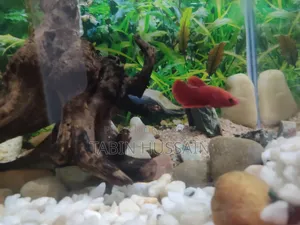 হেলবয় প্লাকাট বেটা (রিজেক্টেড)