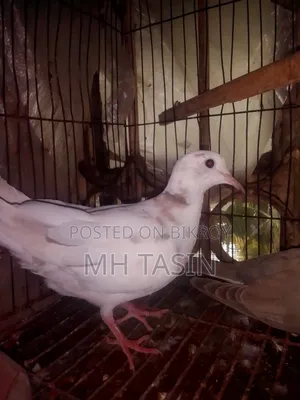 3 Beautiful Doves for Sale