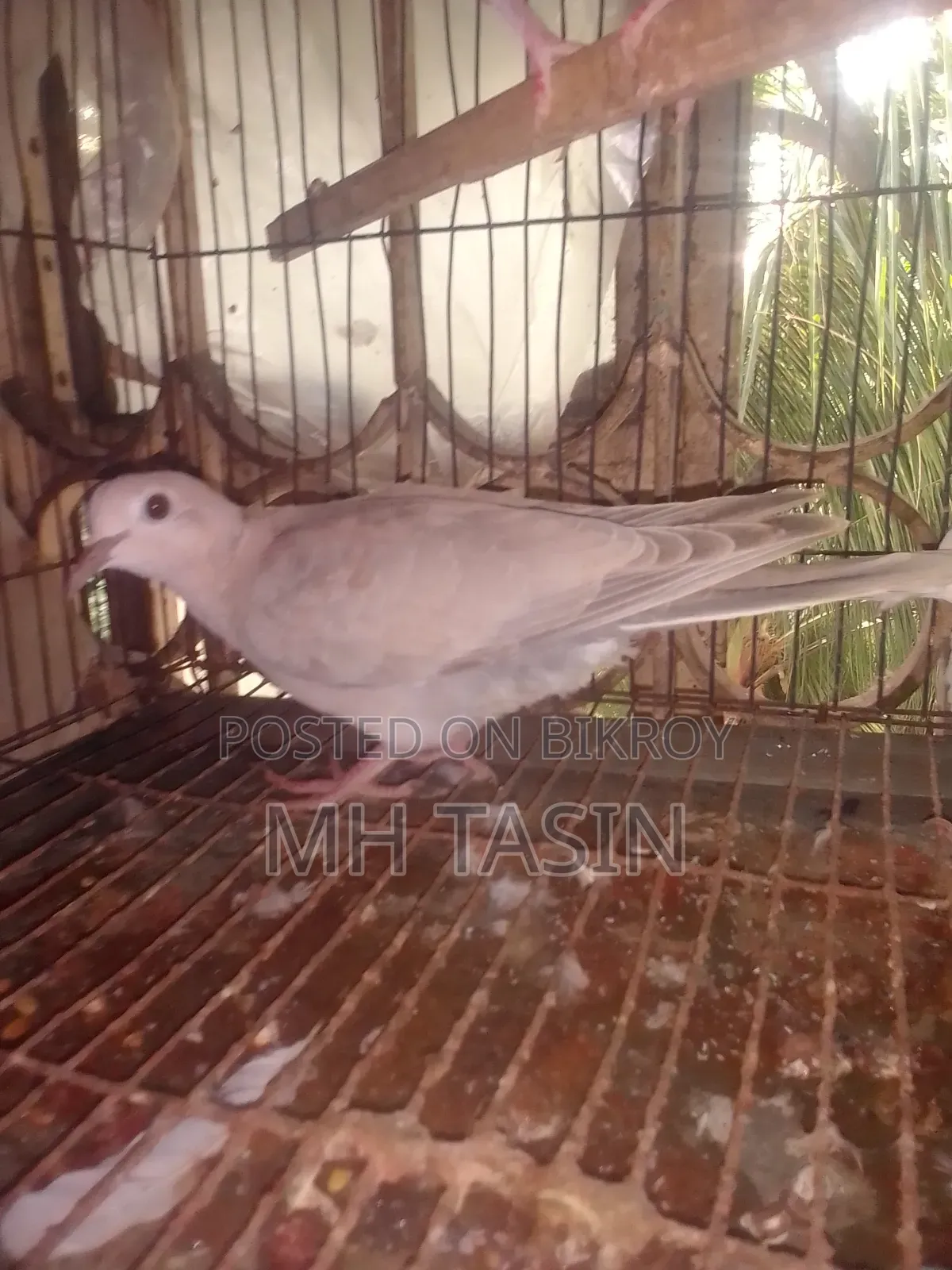 3 Beautiful Doves for Sale