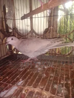 3 Beautiful Doves for Sale