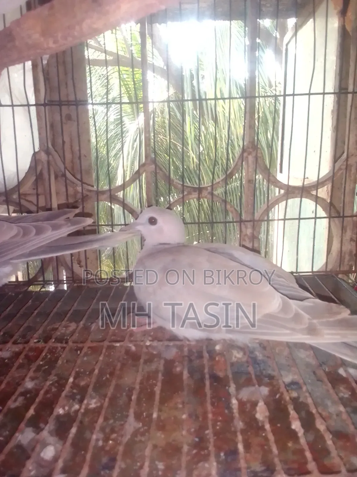 3 Beautiful Doves for Sale