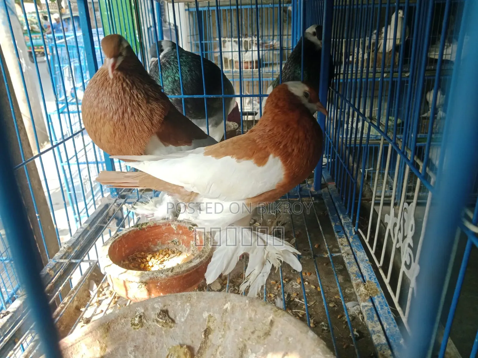 Pouter Ball Pigeon