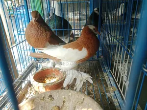 Pouter Ball Pigeon