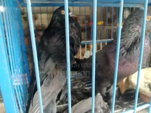 Pouter Ball Pigeon