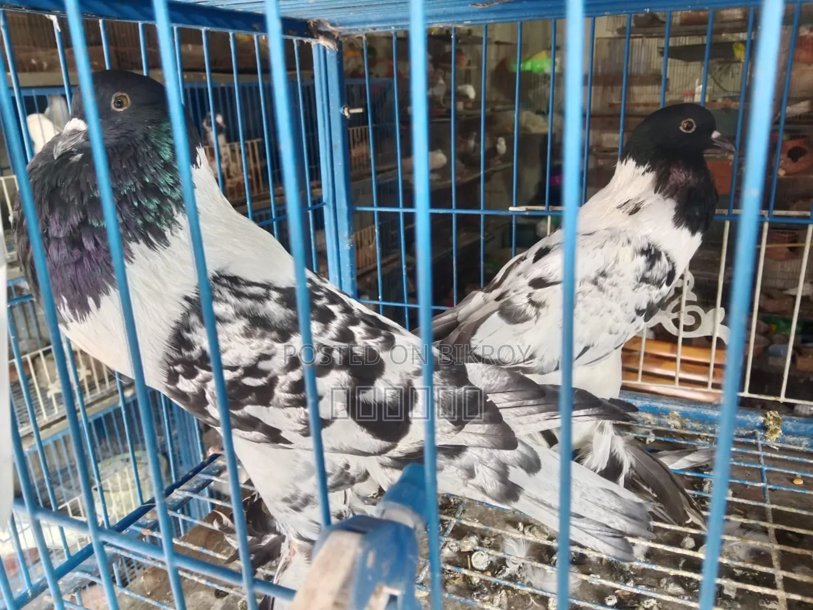 Pouter Ball Pigeon