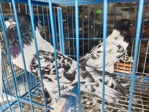Pouter Ball Pigeon