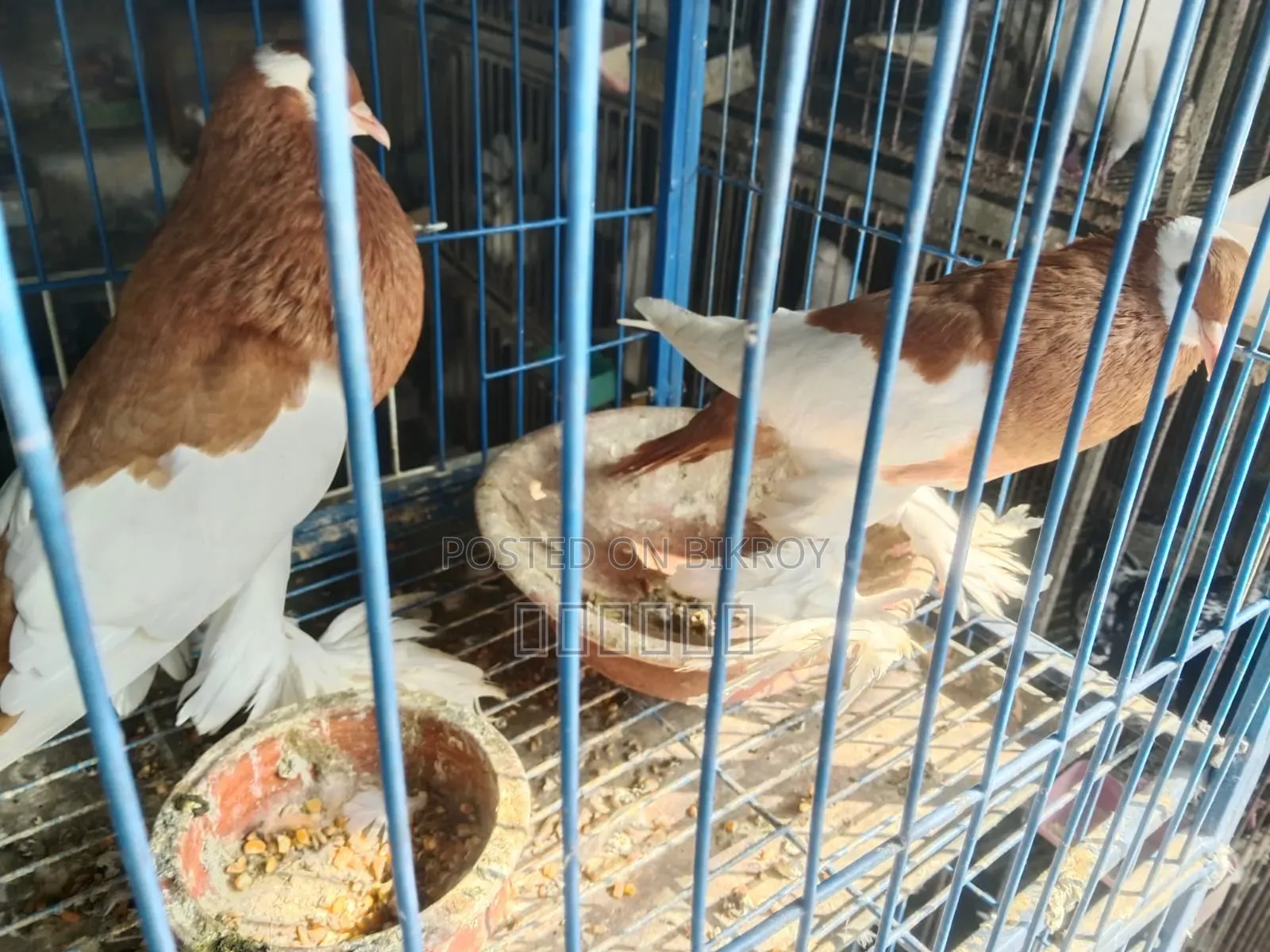 Pouter Ball Pigeon