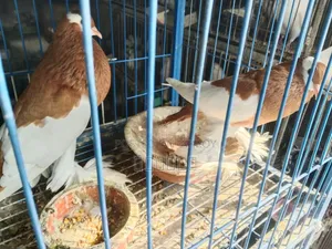Pouter Ball Pigeon