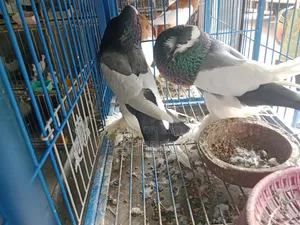 Pouter Ball Pigeon