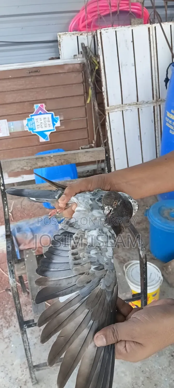 SABZI PIGEON