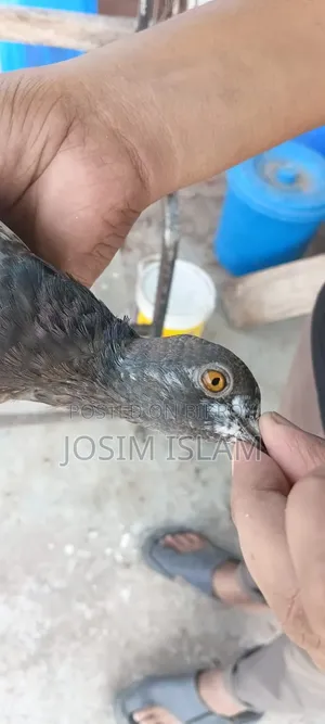 SABZI PIGEON