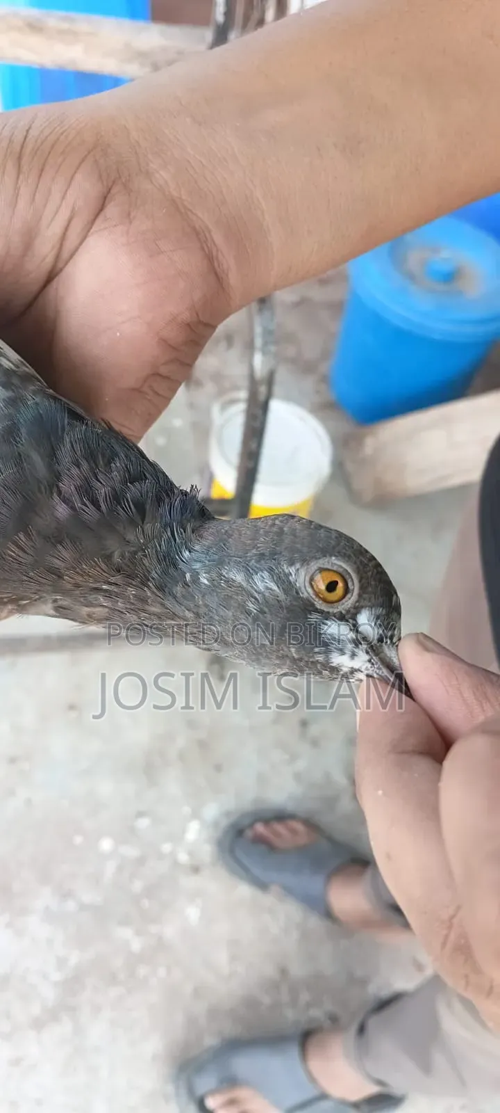 SABZI PIGEON