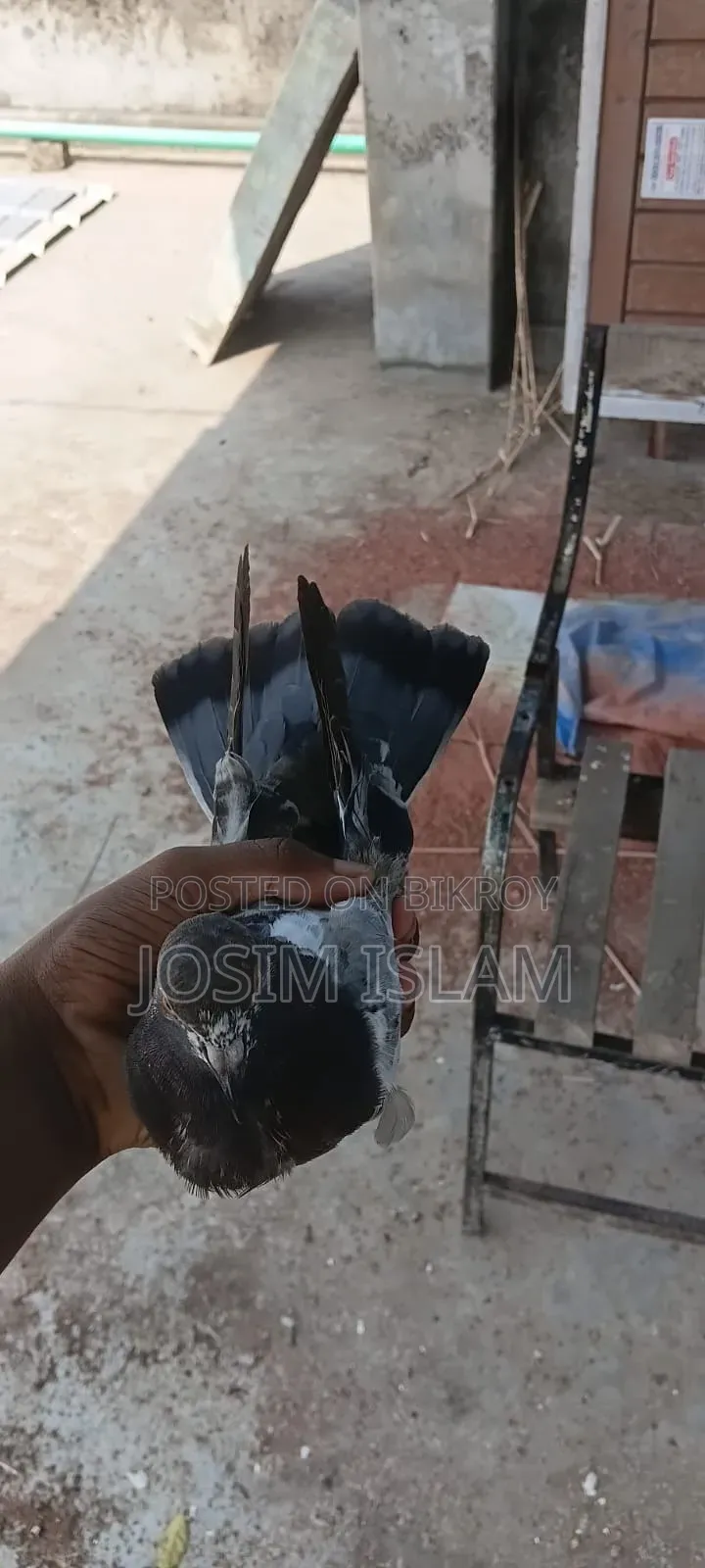 SABZI PIGEON
