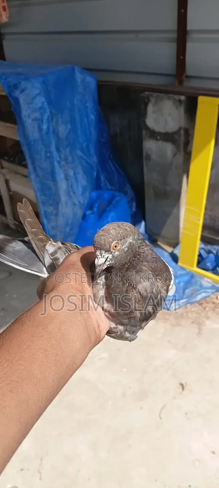 SABZI PIGEON