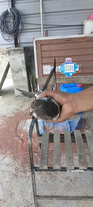 SABZI PIGEON