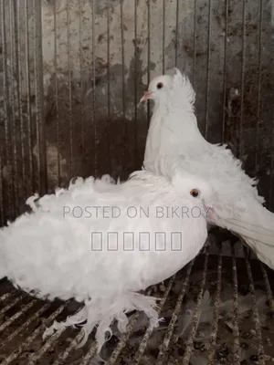 Fantail Pigeon